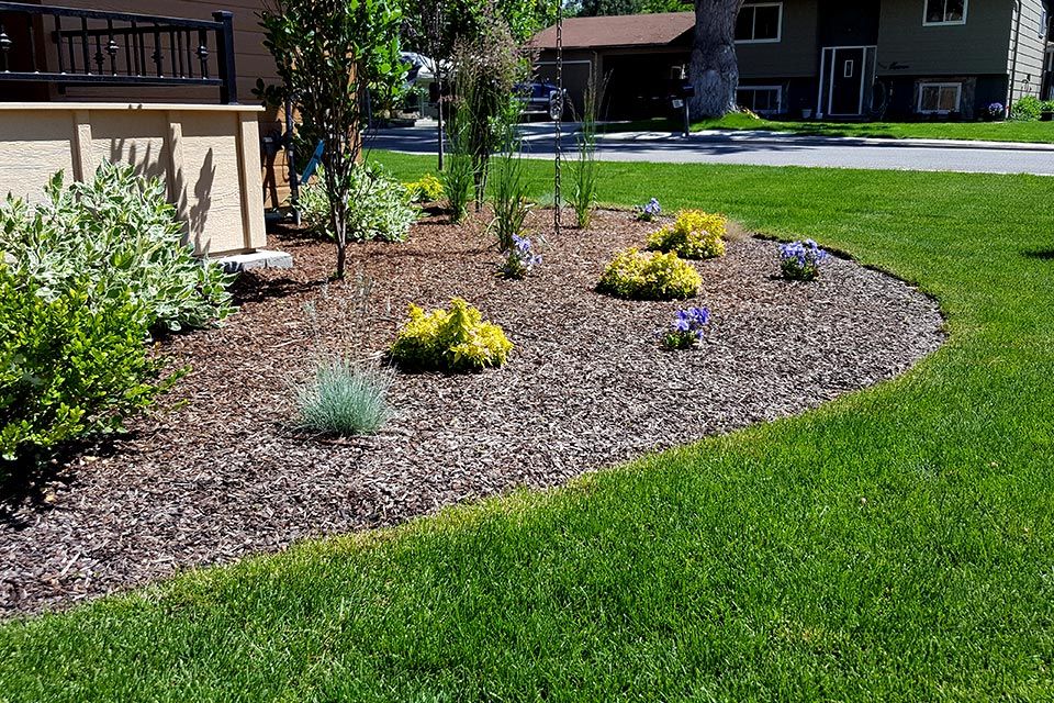 New Landscape Planting